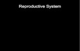 Reproductive System...Tame 33.1 (Continued) Form Birth control patch (Ortho Evra) Birth control pill Birth control vaginal ring (NuvaRing) Emergency contraception Effectiveness (typical/perfect