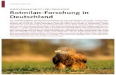GREIFVOGELSCHUTZ UND ÖKOLOGIE: Rotmilan-Forschung in … · 2019. 10. 20. · VOGELSCHUTZ 28 | DER FALKE 10/2019 Rotmilan-Forschung in Deutschland GREIFVOGELSCHUTZ UND ÖKOLOGIE: