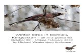 Winter birds in Bishkek, Kyrgyzstan · During the winter 08/09 I spend much time in Bishkek hence I was able to collect information about the birdlife in the capitol. Wintertime is