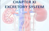 CHAPTER XIII EXCRETORY SYSTEM · 2018. 1. 18. · EXCRETORY SYSTEM. Objective •Define the term excretion and describe how this process helps maintain homeostasis. •Name the major