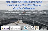 An Ancient Baldcypress Forest in the Northern Gulf of Mexico · An Ancient Baldcypress Forest in the Northern Gulf of Mexico Kristine L. DeLong, Grant Harley, Samuel J. Bentley, Kehui