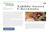 Edible Sweet Chestnute3213).pdf · chestnuts belong to the genus . Castanea. and are enclosed in sharp, spine-covered burs. The toxic, inedible horse chestnuts have a fleshy, bumpy