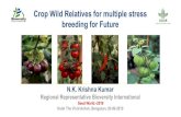 Crop Wild Relatives for multiple stress breeding for FutureVariability in Momordica dioica Spine gourd Arka Neelachal Sree: Clonal selection Fruits are light green fruit size - 3.93