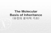 The Molecular Basis of Inheritanceelearning.kocw.net/contents4/document/lec/2012/Sungsin/... · 2013. 7. 31. · Basis of Inheritance (유전의 분자적 기초) In 1928, Frederick