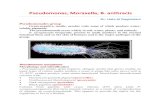 Pseudomonas, Moraxella, B. anthracis...Pseudomonas, Moraxella, B. anthracis Dr. Hala Al Daghistani Pseudomonades group -Gram-negative, motile, aerobic rods, some of which produce water-soluble