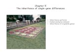 Chapter 5 The inheritance of single-gene differences - TUM · 2010. 4. 15. · Chapter 5 The inheritance of single-gene differences • Inheritance patterns • Human pedigree analysis