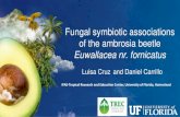 PRESENTATION: Fungal symbiotic associations of the ambrosia … · 2019. 11. 30. · Introduction •Euwallacea fornicatus a complex of cryptic species attacking avocado. •Fungal-farmers,