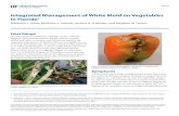 Integrated Management of White Mold on Vegetables in Florida · 2018. 4. 4. · Integrated Management of White Mold on Vegetables in Florida 4 Causal Agent The ascomycete fungus S.