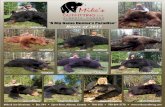“A Big Game Hunter’s Paradise” Bears of 2015big bears for the return clients, husband and wife team of . Brandon. and . LeeAnn Goodwin. LeeAnn's biggest was a hefty . 330 lbs,