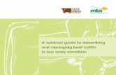 A national guide to describing and managing beef cattle in ... · Level of low body condition B–e 1/BCs 2 D 0/BCs 1 e 0/BCs 0 Bos taurus or cross bred animals Bos indicus animals