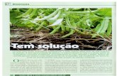 Principal - Agropedia brasilisainfo.cnptia.embrapa.br/digital/bitstream/item/86873/1/cultivar.pdf · Fotos Murillo Lobo Junior enh oluçã9 Causado pelo fungo Sclerotinia sclerotiorum,
