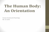 The Human Body: An Orientation - Major Wester's Website€¦ · The Human Body: An Orientation Human Anatomy & Physiology Ms. N. Smith. Hierarchy of Structural Organization •Chemical
