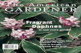 The American GARDENER · 2019. 9. 20. · The American GARDENER 0173361 64751 01> $4.95 Fragrant Daphnes to suit every garden New Plants for 2004 The Philadelphia Flower Show Celebrates