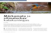 Märkamatu ja silmatorkav kalakuningas - EOÜ - Eesti ......Vähesed Eesti linnud suudavad jää-linnuga värvikirevuses konkureerida. Selle kuningliku linnu pilte vaadates on raske