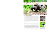 Vegetation Management Alternatives For questions concerning … · 2018. 4. 9. · The Gopher Tortoise. The gopher tortoise (Gopherus polyphemus), a land turtle found in the Southeastern