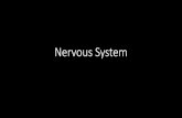 Ch. 11 Nervous System€¦ · Figure 11.1 . Organization of the Nervous System •CNS –Central Nervous System •Brain and spinal cord •Integration and command center •PNS –peripheral