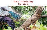 Tree Trimming Service Urbandale IA