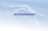 Phylum Echinodermata - Crestwood High School - Echinoderms.pdf• Phylum Echinodermata • Live only in the sea • Spiny skin • Water vascular system • Tube feet: suction-cuplike