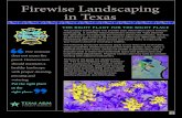 Firewise Landscaping in Texasdocs.bryantx.gov/fire/Prevention - BFD Firewise... · 2014. 8. 11. · Firewise Landscape Ladder fuels allow ground fires to spread to the crowns of trees.