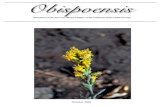 Obispoensis - CNPS-SLO californica or Solidago californica). According to Dr. Hoover in his Vascular