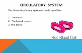 CIRCULATORY SYSTEM · systemic circulatory system 15. Circuit of blood that flows from the heart to the lungs and back to the heart 16. Circuit of blood from the heart to all parts