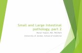 New Small and Large Intestines - JU Medicine · 2019. 1. 5. · Small and Large Intestinal pathology, part 2 Manar Hajeer, MD, FRCPath University of Jordan, School of medicine. Diseases