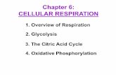 Chapter 6: CELLULAR RESPIRATION Chapter 6.pdfChapter 6: CELLULAR RESPIRATION 3. The Citric Acid Cycle 2. Glycolysis 4. Oxidative Phosphorylation 1. Overview of Respiration. 1. Overview