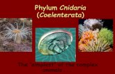Phylum Cnidaria Coelenterata · 2020. 3. 12. · Classification of Phylum Cnidaria/Coelenterata • The phylum coelenterate is divided into three classes on the basis of development
