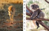 Why do most marsupials live in Australia? · Like all mammals, marsupials are furry and feed their babies milk. But the one feature that makes them di˜erent from other mammals is