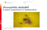 Drosophila suzukii · Drosophila suzukii in Switzerland | C. Baroffio et al. Different cases Situation 2 : Pest under control, weak damages County Crop Environnement Mass trapping