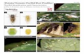 Potato/Tomato Psyllid Pest Profiles EC1586 · PDF file Potato/Tomato Psyllid Pest Profiles EC1586 Psyllid Identification and Characteristics Jeffrey D. Bradshaw, Sean D. Whipple, and