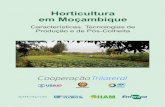 Horticultura em Moçambique - Embrapaainfo.cnptia.embrapa.br/digital/bitstream/item/136959/1/...Horticultura em Moçambique Características, Tecnologias de Produção e de Pós-Colheita