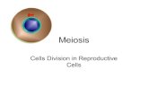 Meiosis 2015 copy - Science to a Tee...Metaphase II Anaphase II Telophase II Mitosis VS Meiosis Create a chart that compares mitosis with meiosis. Include the following headings: •