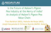 Is the Future of Malawi’s Pigeon Pea Industry at the Mercy of … · 2018. 7. 2. · are 2 acres or less. IHS 4 data shows that average size of land allocated to pigeon pea production
