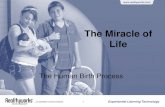 The Miracle of Life - Realityworks Skills an… · Month – Fetus (2. nd . Trimester) 11. Experiential Learning Technology • Our eyes open and close • The muscles in our arms