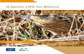 A better LIFE for Bittern - Cloudinary€¦ · A better LIFE for Bittern Natura 2000 en LIFE+ Om de achteruitgang van de natuur in Europa te stoppen, heeft de Europese Commissie ‘Natura