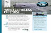 Main © Justin Jin / WWF-US, inset © Xiaodong Sun / WWF-UK …d2ouvy59p0dg6k.cloudfront.net/downloads/yangtze_river_dolphin_20… · RIVER DOLPHINS AT RISK River dolphins are found