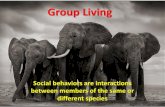 Pros and Cons of Group Living - qurtuba.edu.pk€¦ · •Keeping watch . Cooperation Helpful social behaviors A behavior that helps both individuals involved. Ex: Lionesses sharing