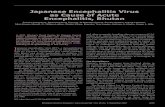 Japanese Encephalitis Virus as Cause of Acute Encephalitis ... · Japanese encephalitis (JE) causes consider-able illness and death, particularly in children