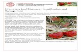 Strawberry Leaf Diseases– Identification and Management...First published in New York Berry News, Vol. 12(3), March 2013. Identification of Leaf Diseases Leaf Spot (caused by the