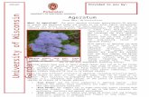 Plant Disease Diagnostics Clinic | University of Wisconsin ...€¦  · Web viewBecause of their short stature, most varieties of ageratum are best used for edging or borders of