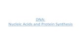 DNA: Nucleic Acids and Protein Synthesis€¦ · Nucleic Acids and Protein Synthesis . DNA Structure and Replication . ... acids for protein synthesis –mRNA is read in codons (groups