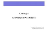 Citologia Membrana Plasmática - Flávio Gimenisflaviogimenis.com.br/wp-content/uploads/2018/12/Aula-3-E... · 2018. 12. 20. · Membrana Plasmática ou Celular Responsáveis pela