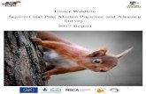 Ulster Wildlife Squirrel and Pine Marten Presence and Absence … and... · Red squirrel (Sciurus vulgaris) populations are threatened across the UK and Ireland by the invasive grey