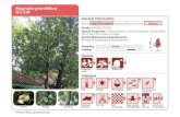 Magnolia grandi˜ora - Greening · Magnolia grandi˜ora 荷花玉蘭 15 - 20m Scented ﬂowers; Larval foodplants of bu erﬂies; Up to 30m tall in place of origin No special maintenance