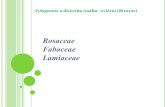 Rosaceae Fabaceae Lamiaceae - Masaryk University · PDF file Lamiaceae – hluchavkovité - Tyčinky 4 (2 kratší a 2 delší), vzácně 2 tyčinky (Salvia) srůst s bází koruny