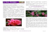 In Your Garden Flowers: Ageratum, snapdragons, carnations,windellama.com/newsletter/December_2009/Dec09Pages31_40.pdf · Windellama News - December 2009 Page 31 In Your Garden From