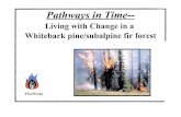 Living with Change in a Whitebark pine/subalpine fir foresthome.nps.gov/glac/learn/education/upload/pathway_WBP.pdf · Since no fues had burned this forest stand in 75 years, there