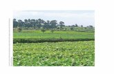A mosaic of tea, maize and other annual crop production ... · technology and information. ... The landscape is a mosaic of tea production areas, annual crop parcels producing potatoes,