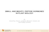 SMALL AND MIGHTY: PEPTIDE HORMONES IN PLANT BIOLOGYsatohnagasawa/ASPBpeptidehormones.pdf · hormones Peptide hormones Similarities • Chemical Structure-Derived from amino acids